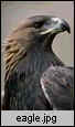 eagle.jpg (2289 octets)